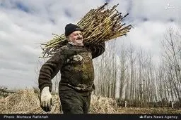 کارگاه سنتی پخت نیشکر در شهرستان صومعه سرا/گزارش تصویری