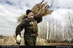 کارگاه سنتی پخت نیشکر در شهرستان صومعه سرا/گزارش تصویری