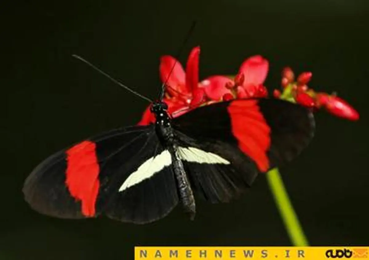 عکاسی مایکرو از زیباترین پروانه های جهان+تصاویر