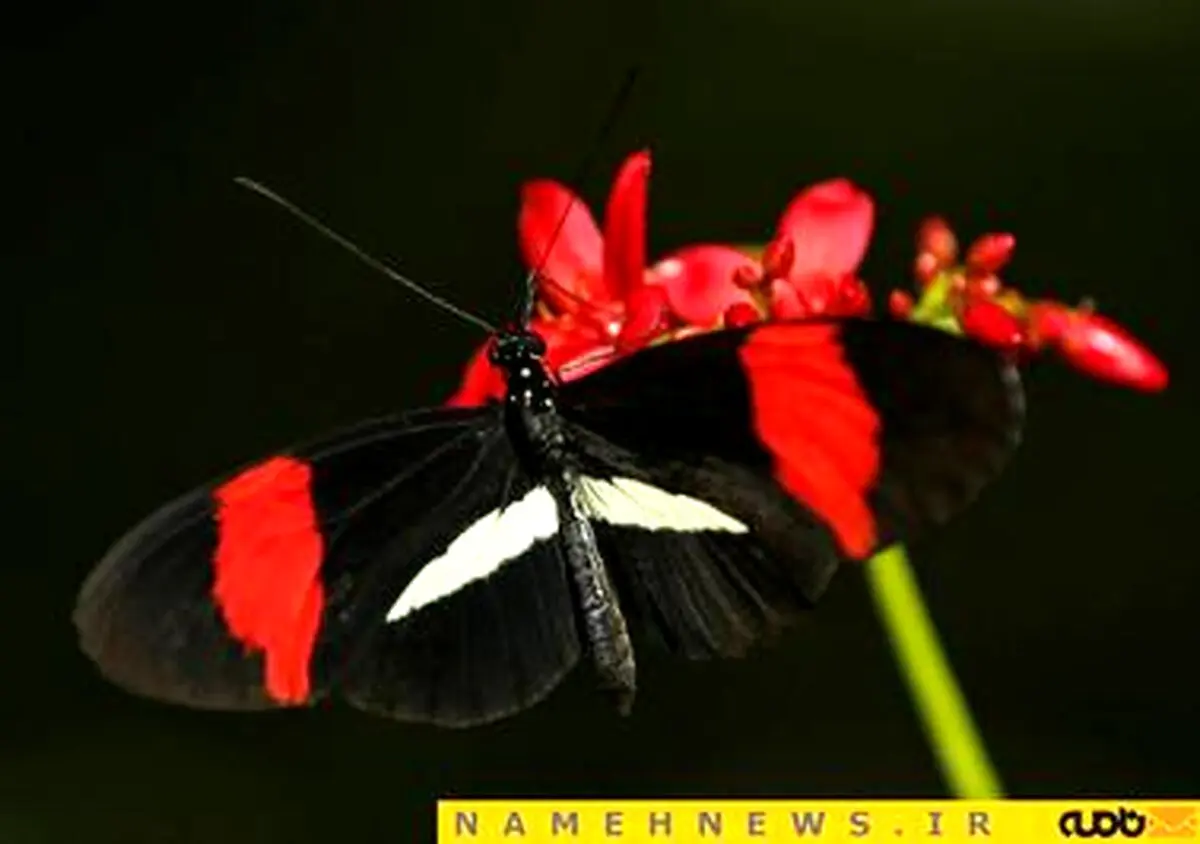 عکاسی مایکرو از زیباترین پروانه های جهان+تصاویر