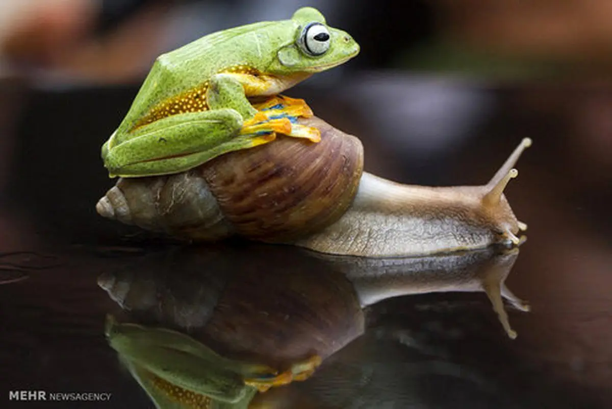 حلزون سواری قورباغه/ عکس