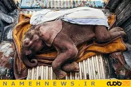 تصاویر منتخب نشنال جئوگرافیک2018