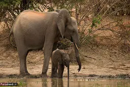 تصاویر/ حمله غافلگیرانه کروکودیل به بچه فیل