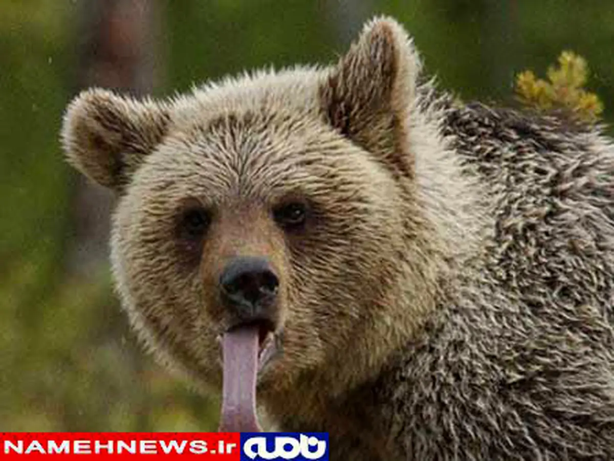 تصویر / خرس زبون دراز