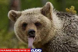 تصویر / خرس زبون دراز