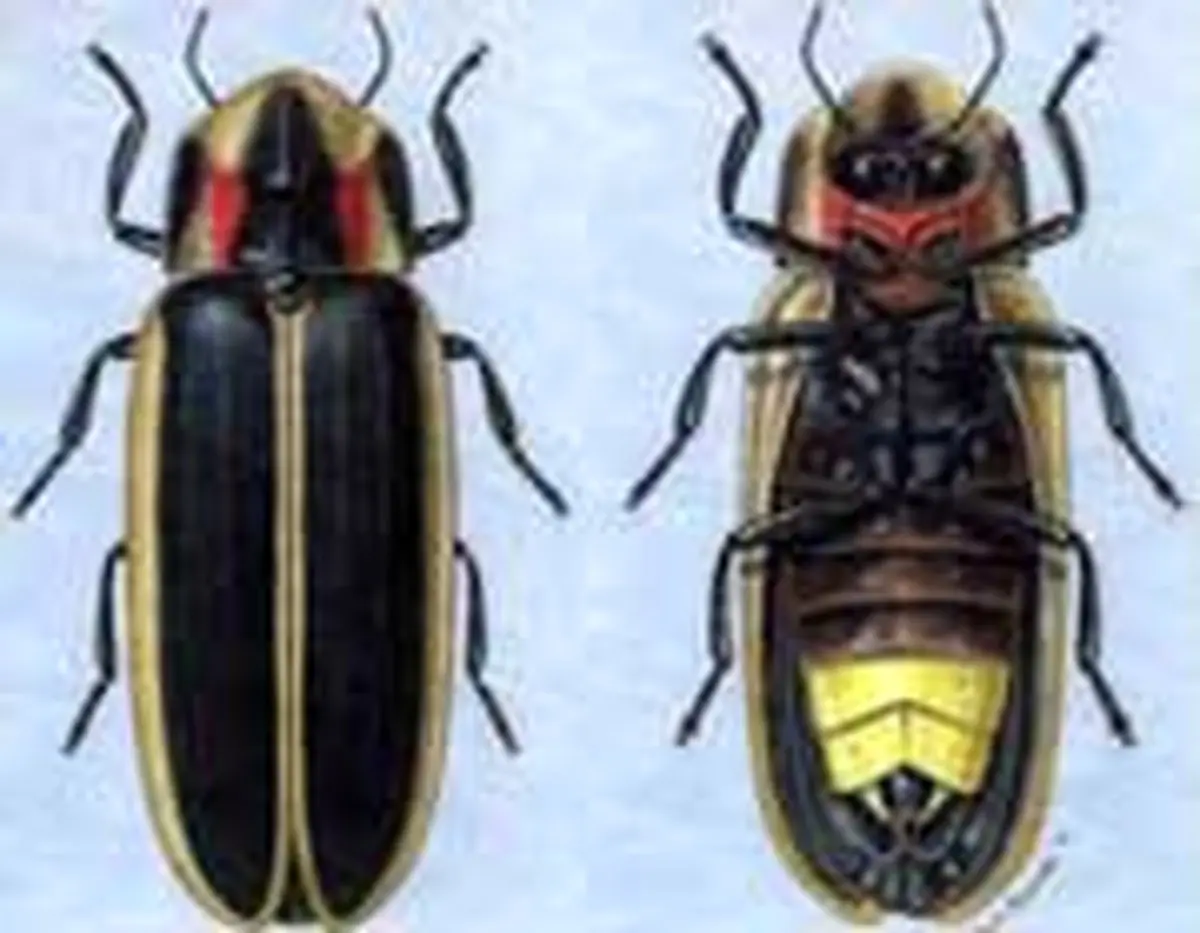 جاندارانی که چراغ قوه دارند+تصاویر