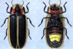 جاندارانی که چراغ قوه دارند+تصاویر