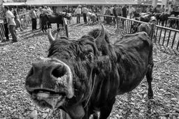 تصاویری از بورس و بازار خرید و فروش گاو در کوچصفهان