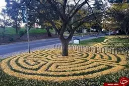 تصاویری از طراحی بی‌نظیر برگ‌های پاییزی