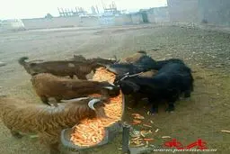 پفک خوراندن به بز/عکس