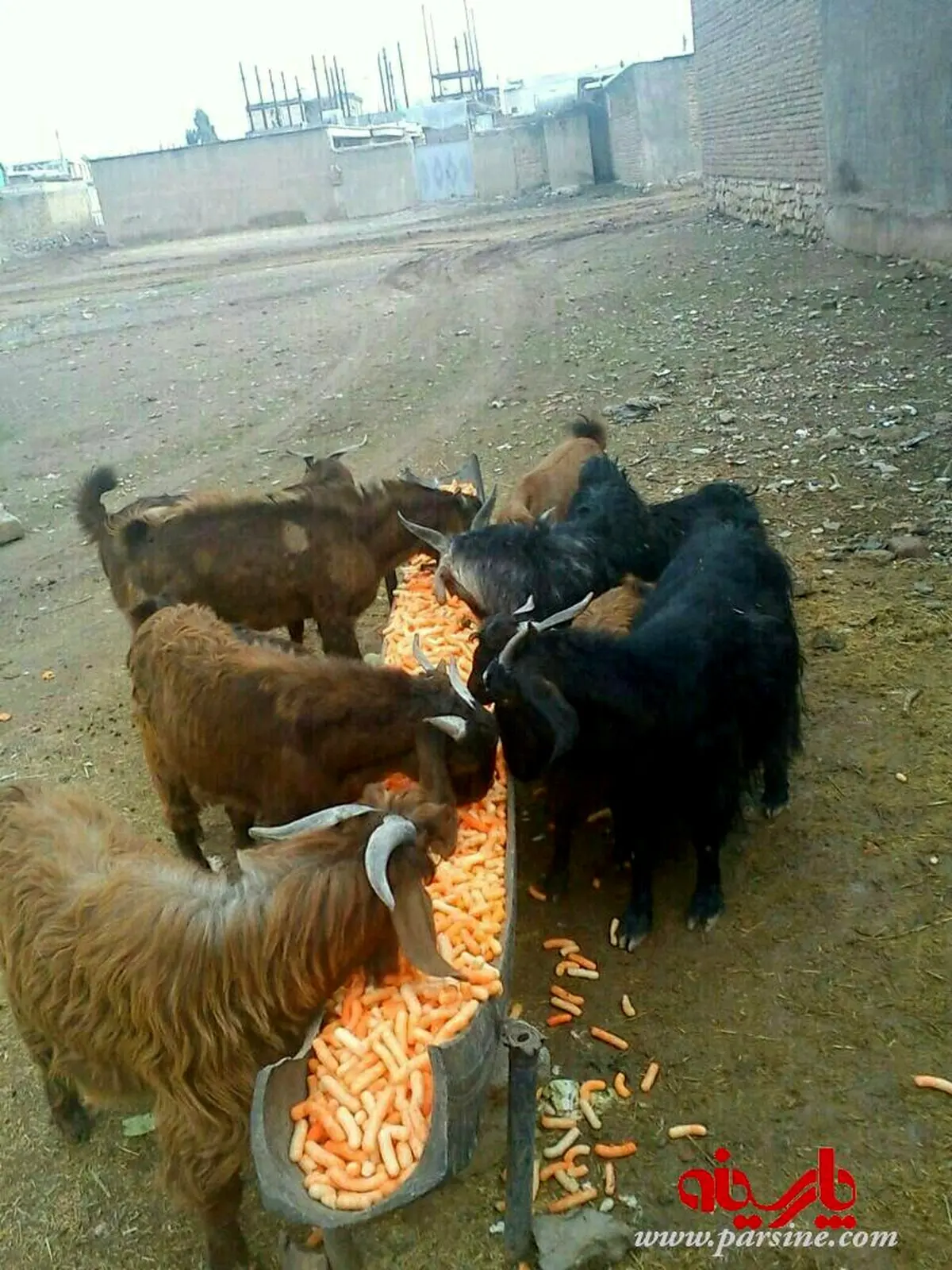 پفک خوراندن به بز/عکس