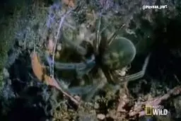 پدیده عجیب، اما واقعی به نام "مادر خواری"+فیلم