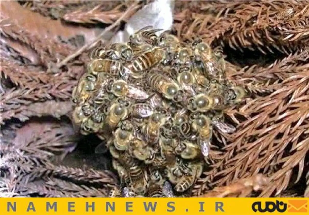 بلایی که باید بر سر مسئولین کم کار آورد  + عکس