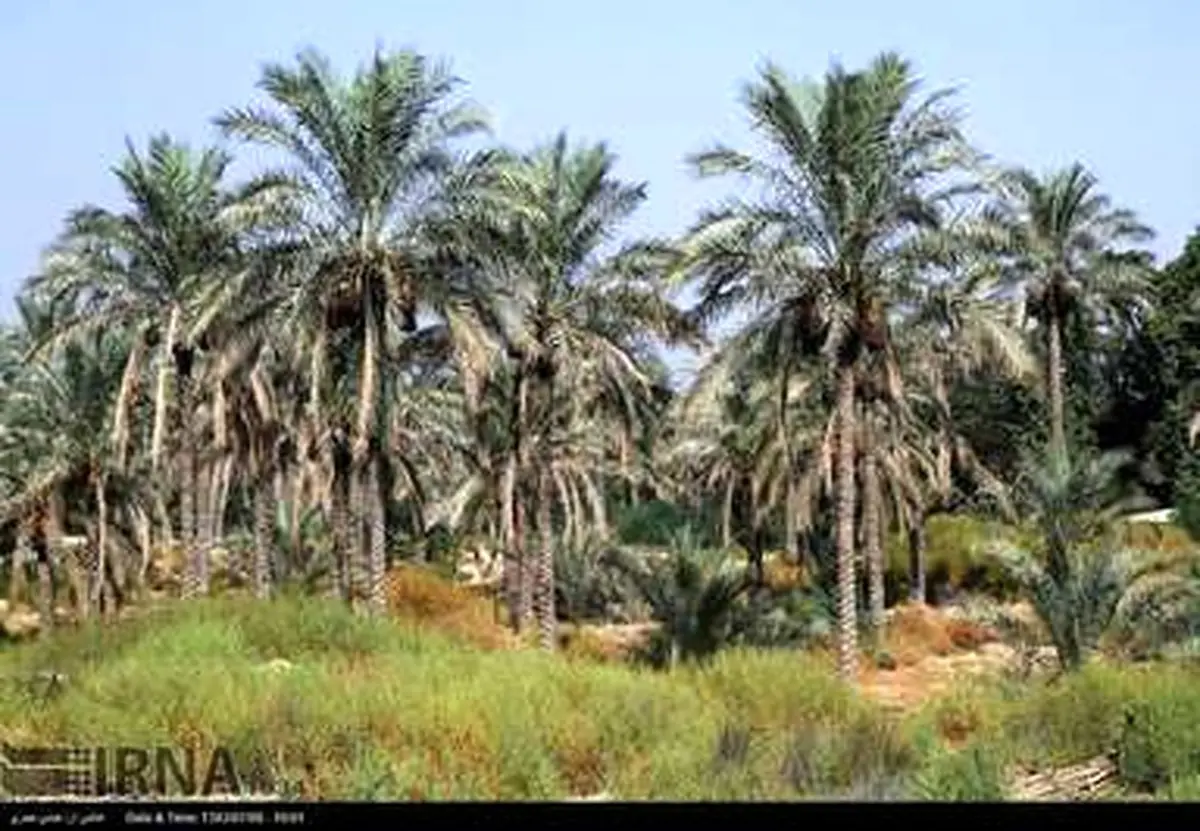 برداشت خرما آغاز شد/ تصاویر