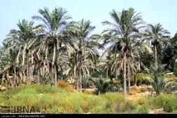 برداشت خرما آغاز شد/ تصاویر