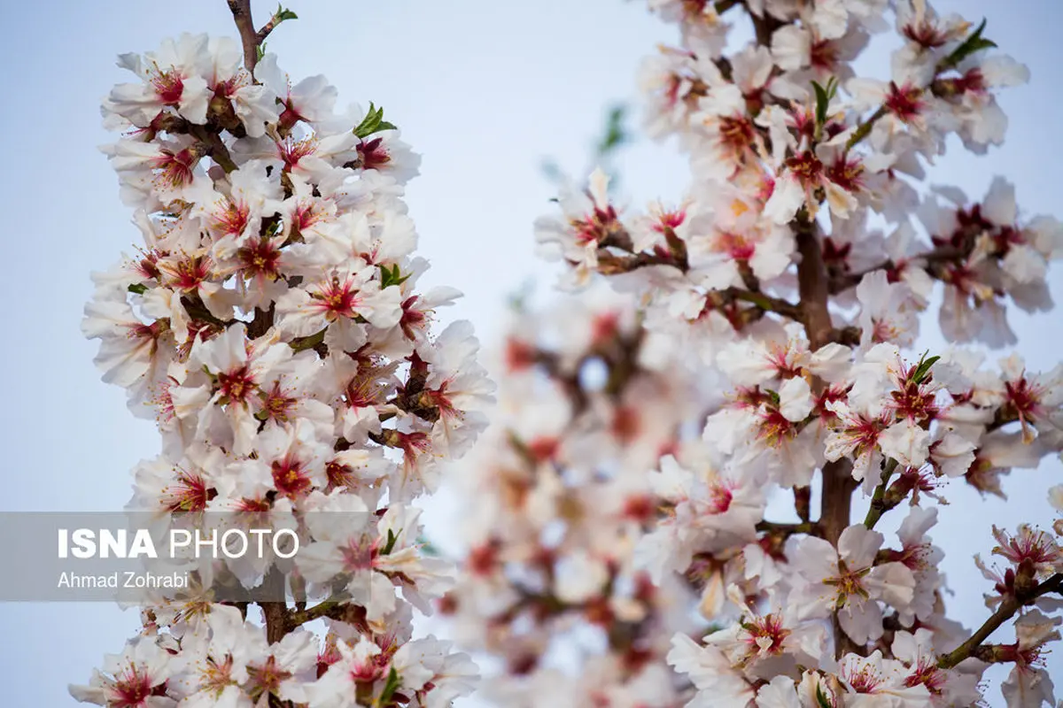 بهار در کوچه پس کوچه‌های ارومیه/تصاویر