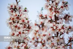 بهار در کوچه پس کوچه‌های ارومیه/تصاویر