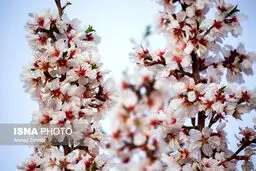 بهار در کوچه پس کوچه‌های ارومیه/تصاویر