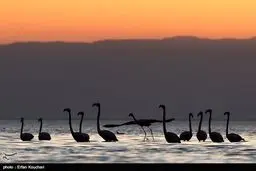 تصاویری زیبا از مرغ‌های آتشین در تالاب میانکاله