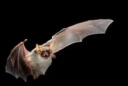 خبر ترسناک / کشف 6 ویروس دیگر از خفاش ها! + جزئیات