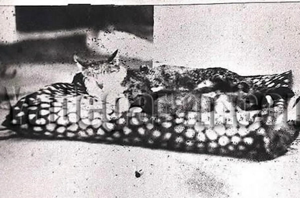 گربه محبوب ناصرالدین شاه/عکس