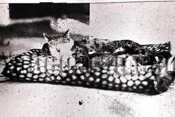 گربه محبوب ناصرالدین شاه/عکس