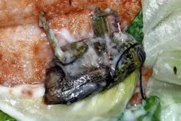 جریمه فست‌فود فروشی مشهور به دلیل وجود ملخ در ساندویچ مشتری! +عکس