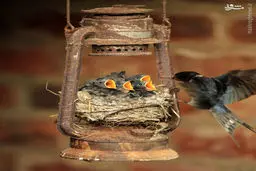 عکس/شما تیتر بنویسید