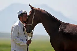 تصاویر/ چهاردهمین جشنواره ملی اسب اصیل ترکمن
