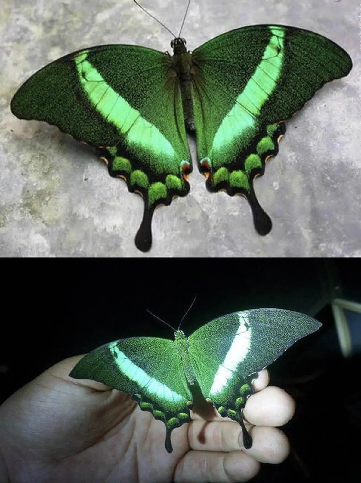زیباترین پروانه جهان!/ عکس