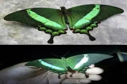 زیباترین پروانه جهان!/ عکس