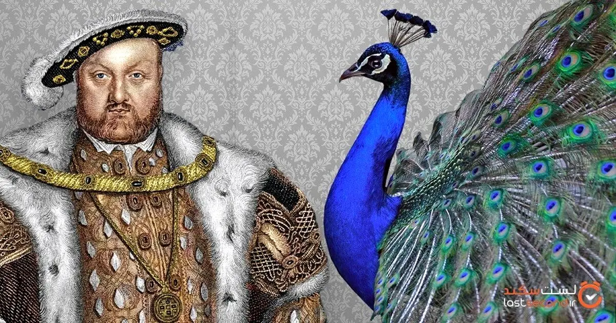 غذاهای سلطنتی در انگلستان / از سر خرس تا سوپ آشیانه پرنده! + عکس