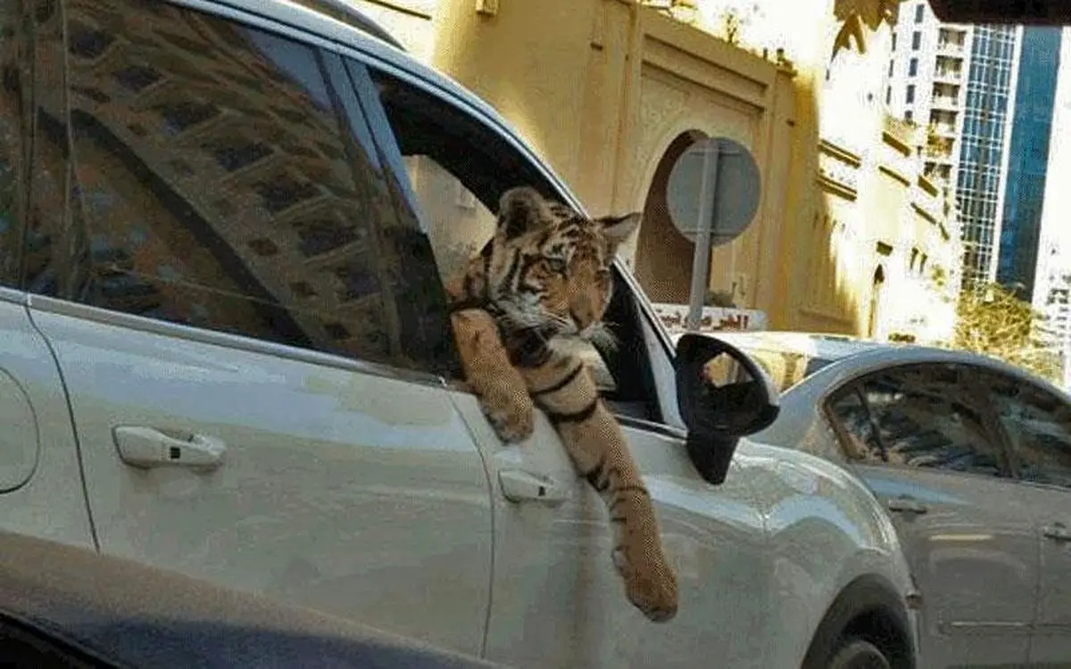 مد عجیب و خطرناک بچه پولدارها، دور دور با حیوانات وحشی در شمال تهران !/عکس