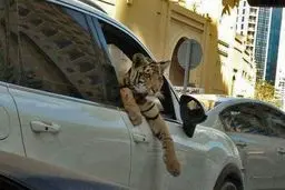 مد عجیب و خطرناک بچه پولدارها، دور دور با حیوانات وحشی در شمال تهران !/عکس