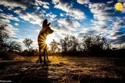 روی مهربان شکارچیان وحشی در آفریقا!+عکس ها