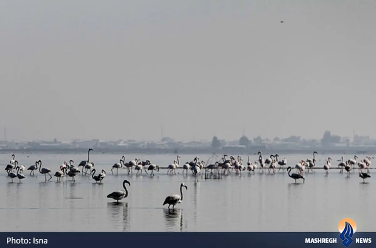 تنها جزیره ایرانی خزر در آتش سوخت