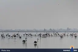 تنها جزیره ایرانی خزر در آتش سوخت