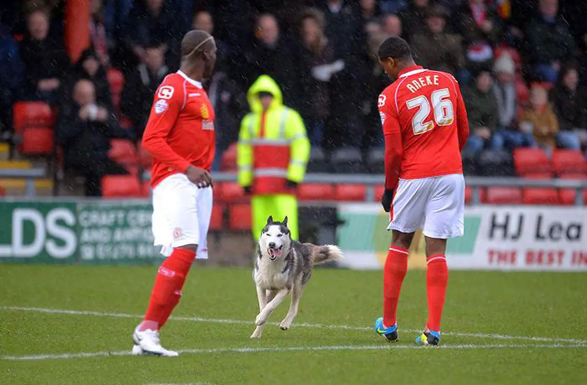 تصاویر / وقتی سر و کله حیوانات در مسابقات ورزشی پیدا می شود!