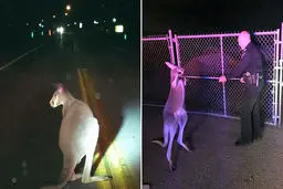 چشم سفیدی کانگرو در برابر پلیس+ تصاویر