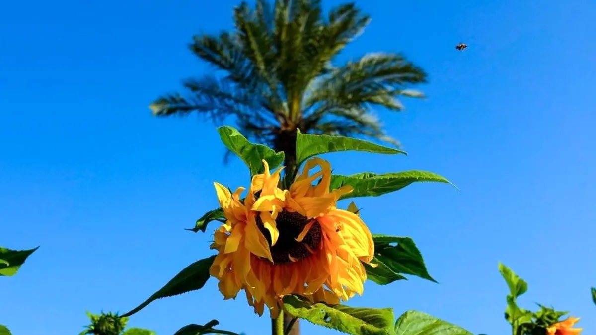 تصاویر زیبا از برداشت گل‌های بهاری در خوزستان