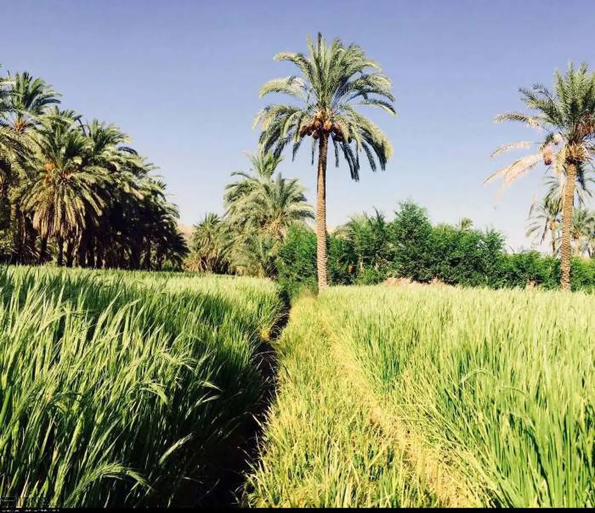 تصاویری از روستای زیبای ناهوک شهرستان سراوان