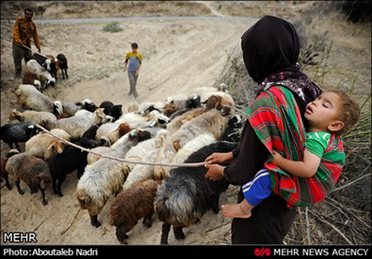تصاویری از آئینی دیدنی برای آغاز مراسم پشم‌چینی گوسفندان