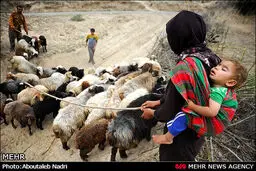 تصاویری از آئینی دیدنی برای آغاز مراسم پشم‌چینی گوسفندان