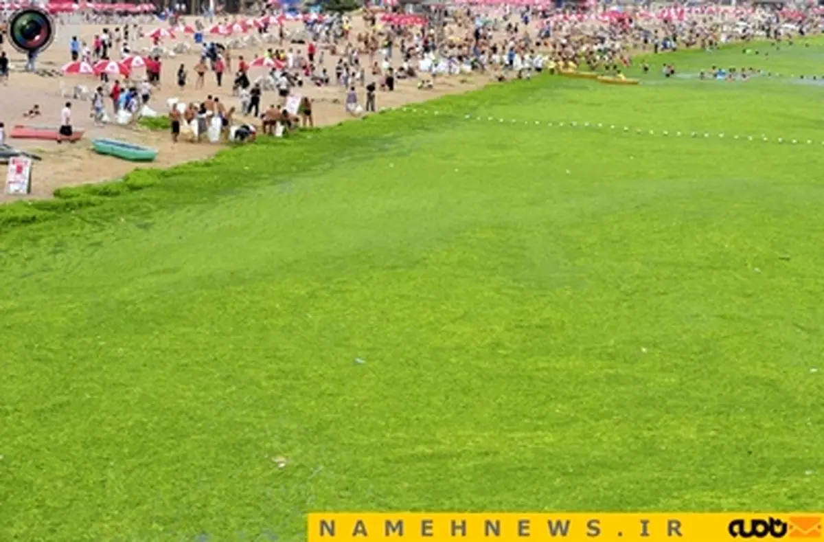 جنگ جلبک+تصاویر