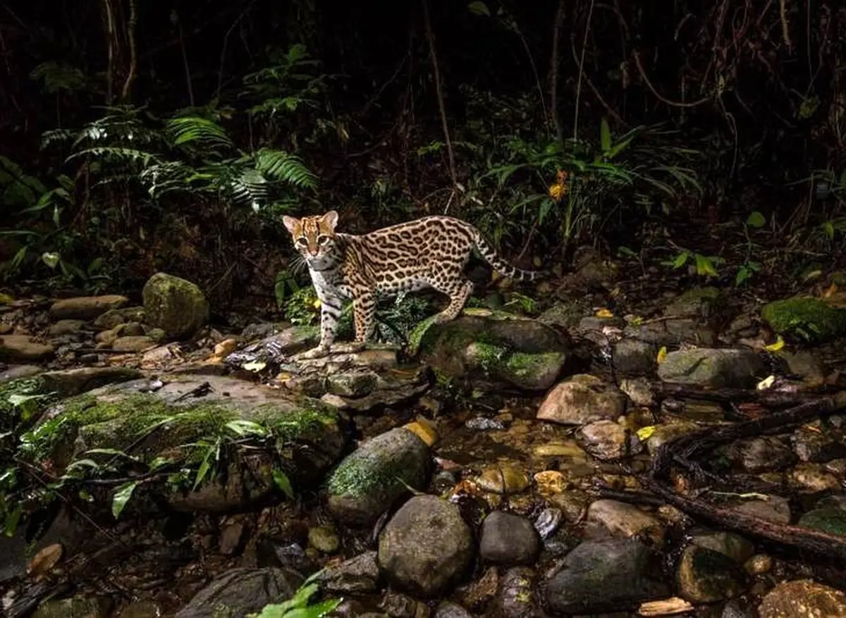 پلنگچه در تَله دوربین! / عکس