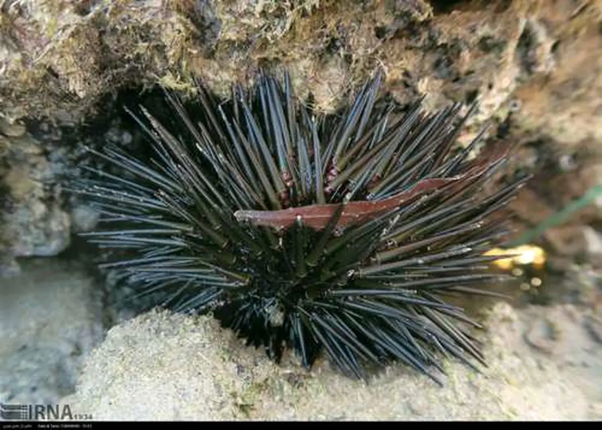 سواحل زیبای دریای بوشهر/تصاویر