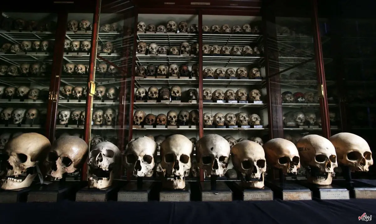 موزه جمجه‌ها در اسکاتلند/عکس