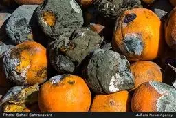 فاسد شدن پرتقال شب عید در انبارها/ تصاویر