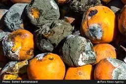 فاسد شدن پرتقال شب عید در انبارها/ تصاویر