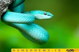 مار زیبا اما زهرآگین / عکس